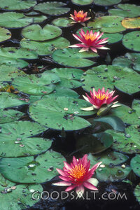 Water Lilies on a Quiet Pond