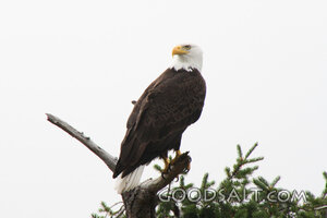 Bald Eagle