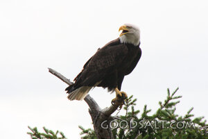 Bald Eagle