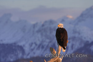Bald Eagle at Sunset