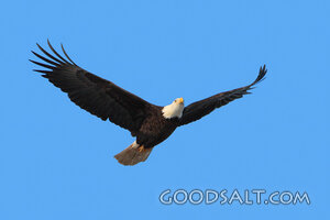 Bald Eagle in Flight