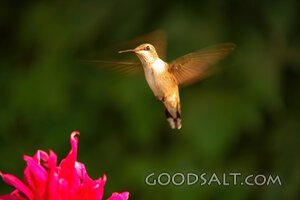 Bird and Pink Flower