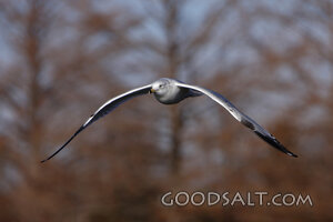 Bird Flying