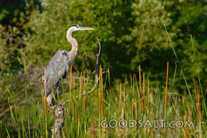 Bird in a Field of Grass