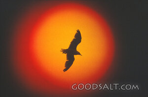 Bird in Front of the Sun