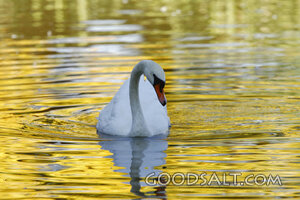 Bird in Water