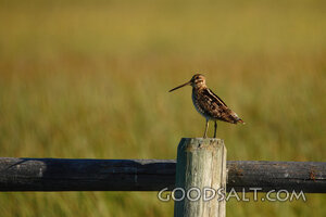 Bird on a Fence Post