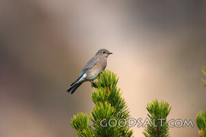 Bird on Branch