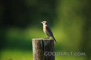 Bird on Post