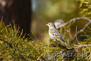 Bird on Tree Branch
