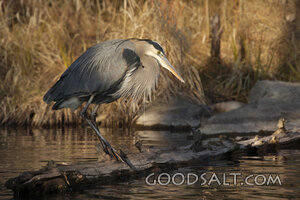 Bird Standing by Water