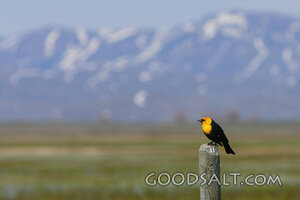 Bird With Mountains