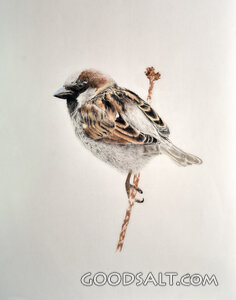 Bird
