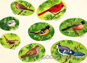 Birds