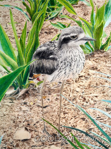 Birds of the Field