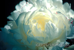 single white blossom
