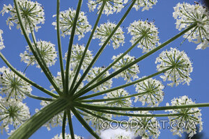 Blossoms Against Blue Sky