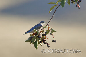 Blue Bird on Tree Branch