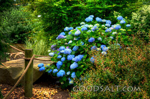 Blue Flowers 