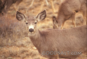 Watchful Deer in the Dry Grass