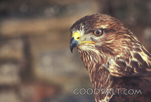 Hawk Watchfulness