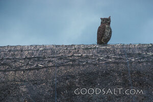 Owl Sentinel on the Roofline