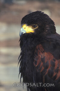 Harris's Hawk Portrait