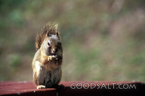 Squirrel Gathering Its Food