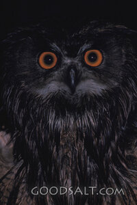 Owl of the Night Watch
