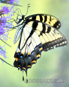 Butterfly 1