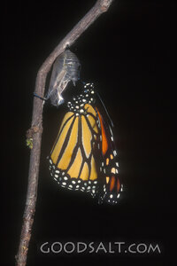Transformed from the Chrysalis
