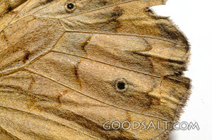Butterfly Wing