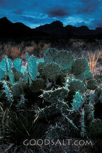Cactus in Front of a Landscape
