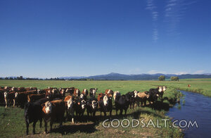 Cattle Beside the Pasture Stream