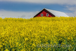 Canola Field