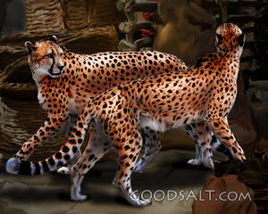 Cheetahs 