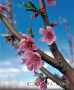Cherry Blossoms