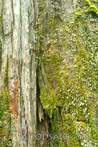 Close-up detail of moss, lichen, texture on cracked bark.