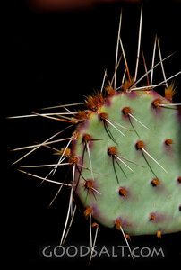 Closeup of Cactus Spines