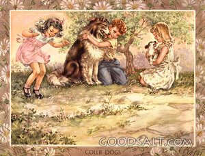 Collie Dogs