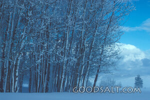 Snow-Covered Grove in Winter Stillness