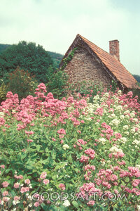 Country Garden