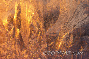 golden hoar frost