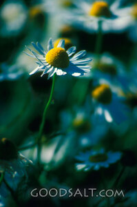 single daisy 