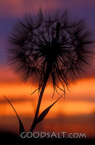 Dandelion Puff at Sunset