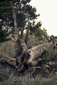 Weathered Stump in the Wilderness