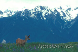 Deer and Olympic Mountains