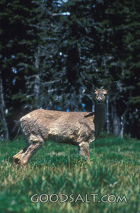Deer in a Field