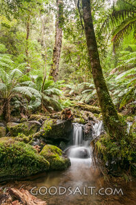 Dense rainforest surrounding small stream with rocks and moss.