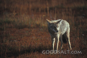 Coyote Watching in the Dry Meadow